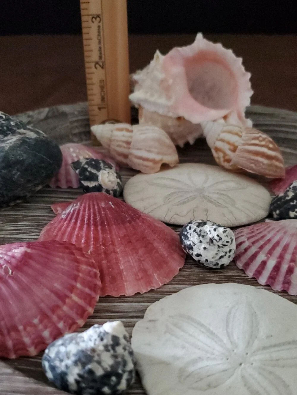 Natural Seashells Pink Murex Seashell Beach Coastal Decor Crafts Nautical